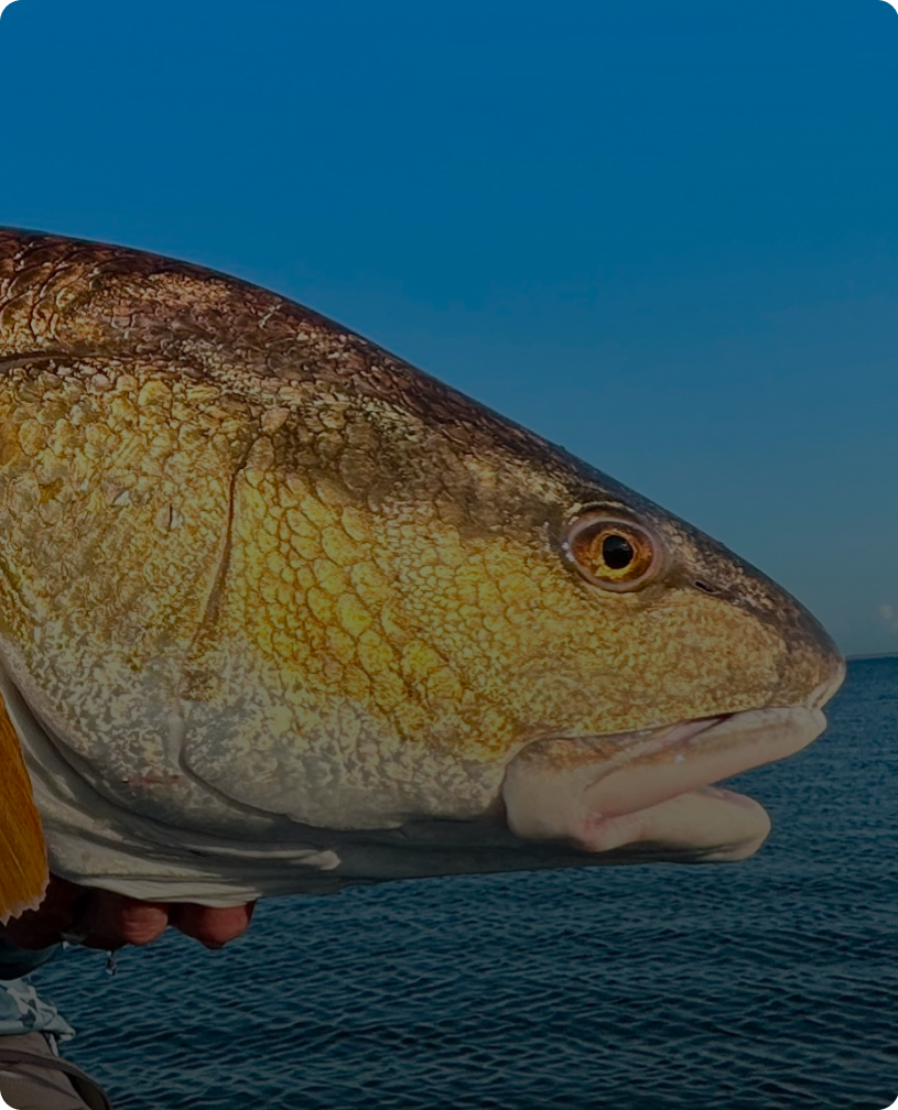 Golden fish held above water