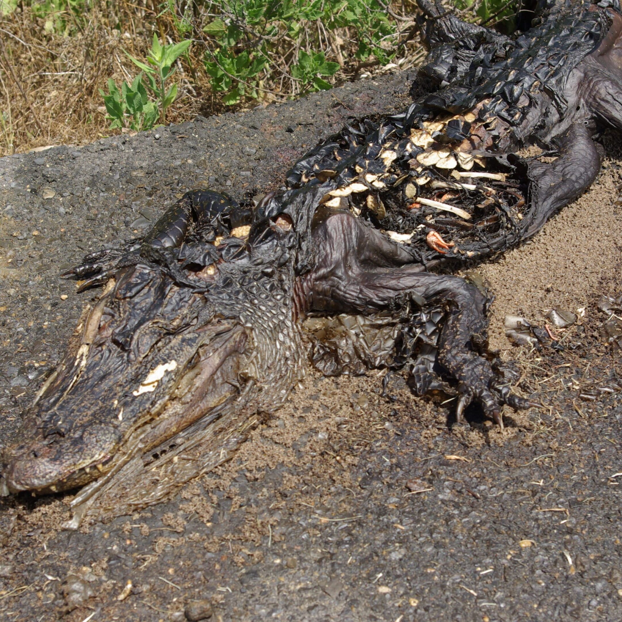 Dead alligator with exposed bones