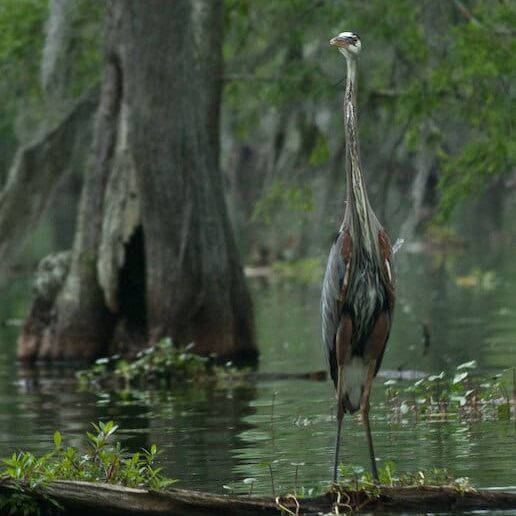 Heron standing on a log in swamp